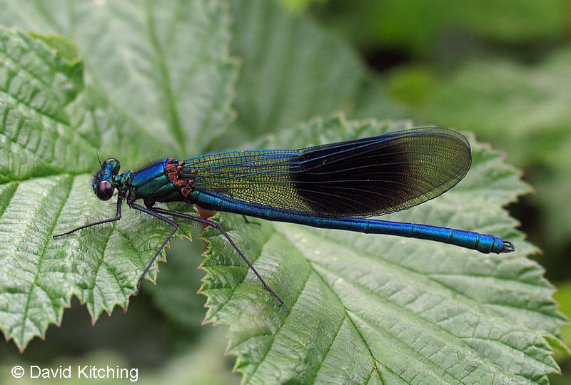 Male Banded Demoiselle by David Kitching